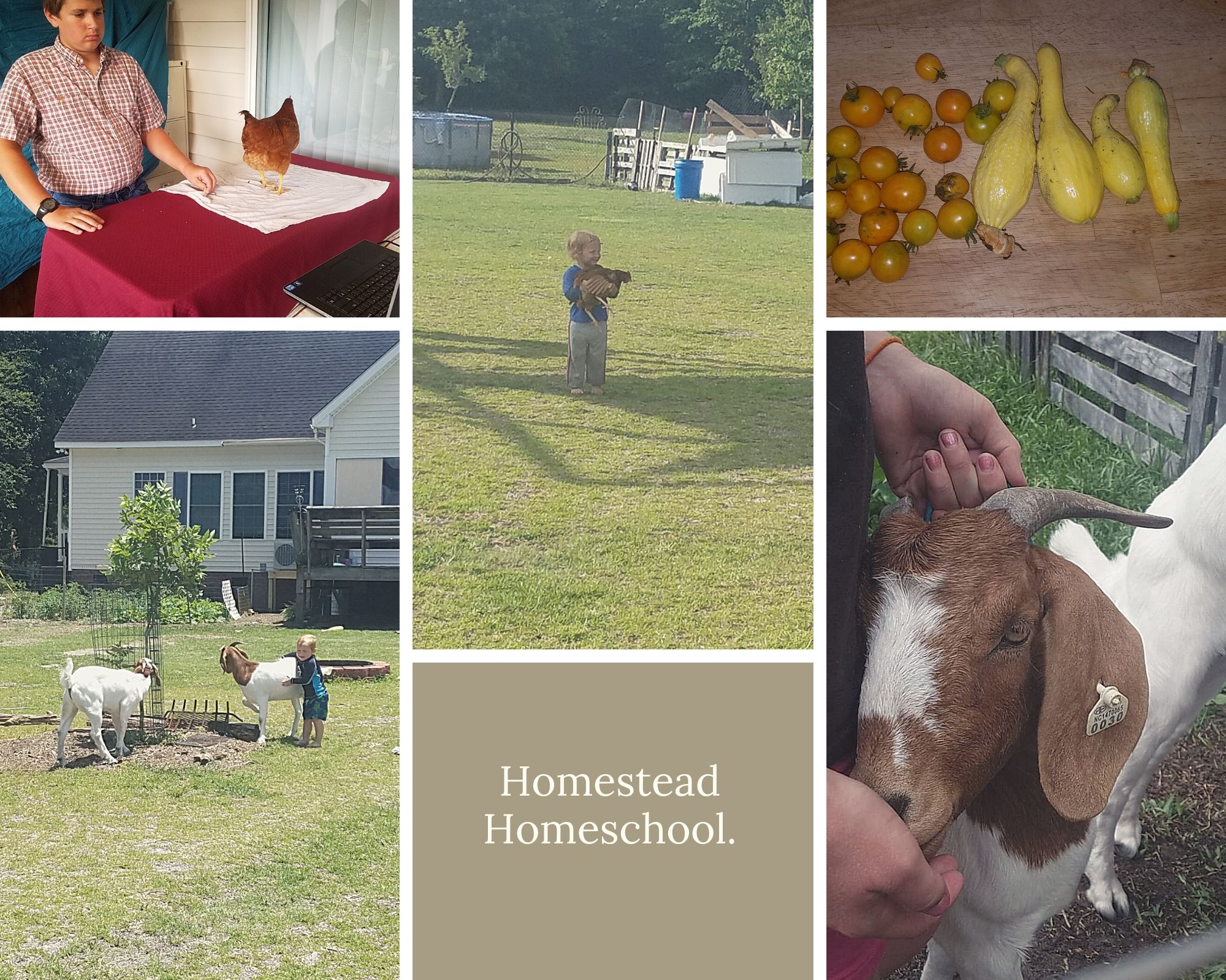Homestead Homeschool.