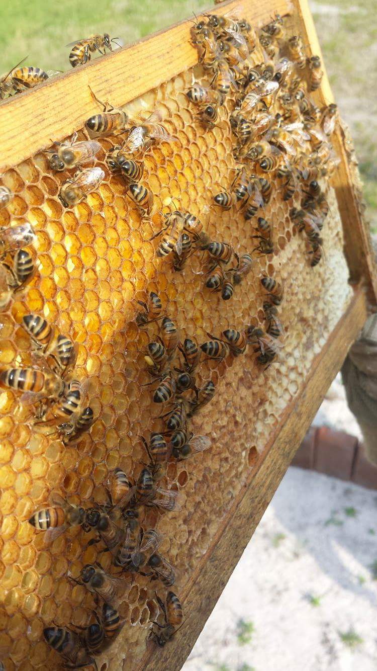 Bees, Bees, Bees Unit&nbsp;Study